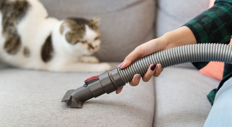 Remove Cat Hair from Furniture